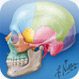 Netter's Anatomy Flash Cards