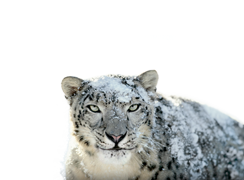 Snow Leopard Up-to-Date. New Mac buyers, find out how to get Snow Leopard