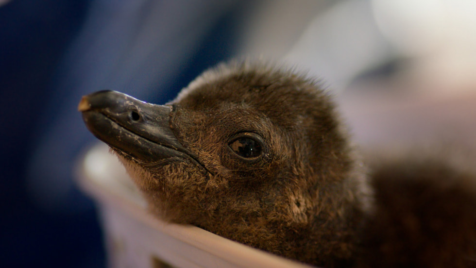 Apple TV unveils the first look at “Born to be Wild,” a breathtaking new wildlife series narrated by Hugh Bonneville, premiering 19 December 2025.