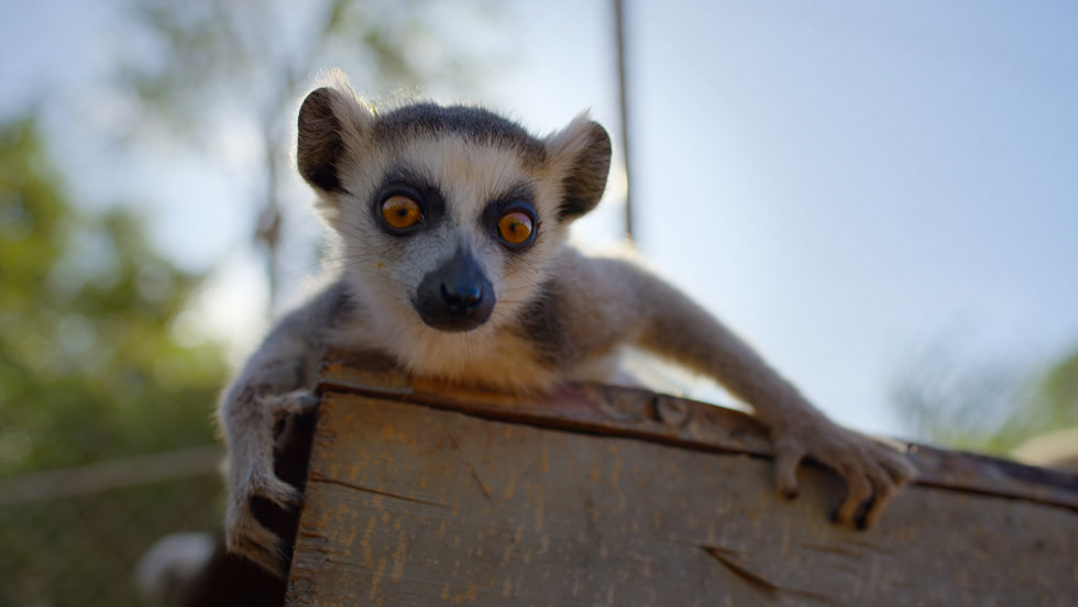 Apple TV unveils the first look at “Born to be Wild,” a breathtaking new wildlife series narrated by Hugh Bonneville, premiering 19 December 2025.
