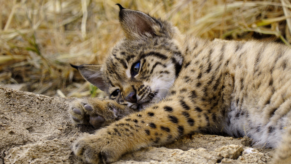 Apple TV unveils the first look at “Born to be Wild,” a breathtaking new wildlife series narrated by Hugh Bonneville, premiering 19 December 2025.