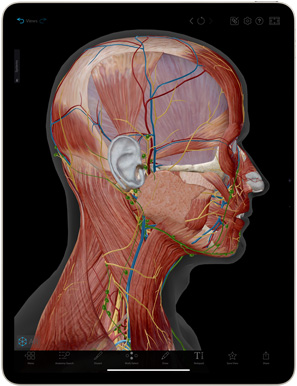 App Human Anatomy Atlas su un iPad Air