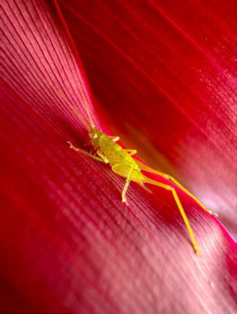 Fotografia macro de um pequeno inseto amarelo numa folha vermelha. Esta fotografia foi tirada com a câmara Ultra grande angular a 0,5x.
