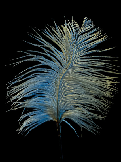 Photo détaillée d’une large plume bleue sur un fond noir. La photo a été prise par faible éclairage avec le Téléobjectif.