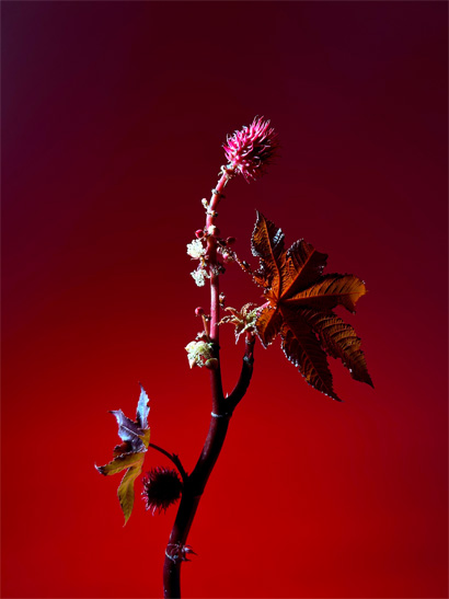 A beautifully detailed, low-light image of a plant captured against a deep red backdrop.