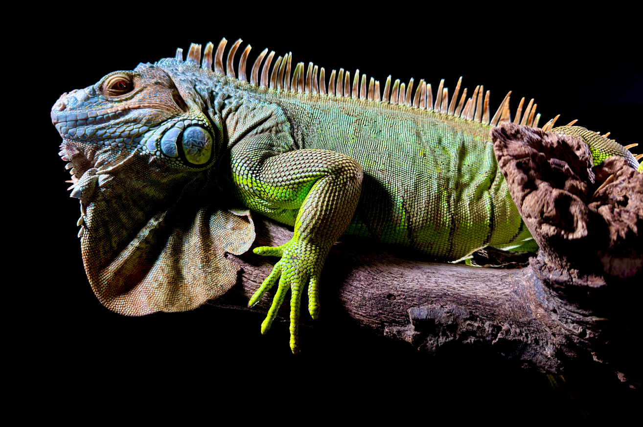 Foto ultranítida de una iguana verde tomada con la cámara principal de 48 megapixeles del iPhone 15 Pro