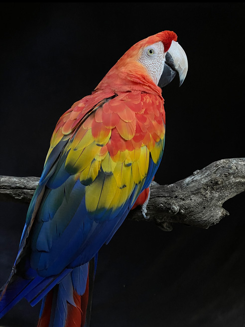 Een gedetailleerde foto van een papegaai, geoptimaliseerd met Deep Fusion.